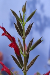 Salvia longistyla