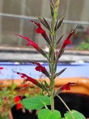 Salvia longistyla