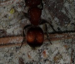 Pseudomethoca simillima