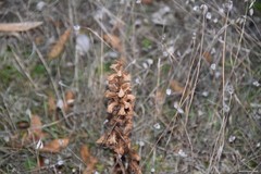 Orobanche amethystea