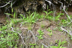 Agrostis clavata