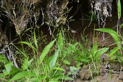 Agrostis clavata