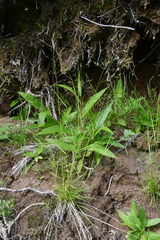 Agrostis clavata