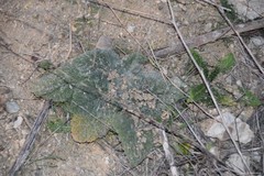 Salvia aethiopis