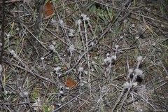 Bombycilaena discolor