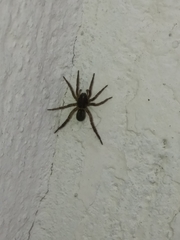 Lycosidae