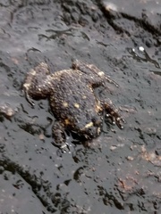 Cycloramphus bandeirensis