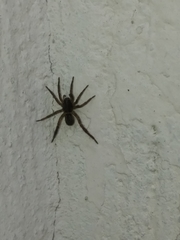 Lycosidae