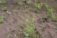 Agrostis clavata