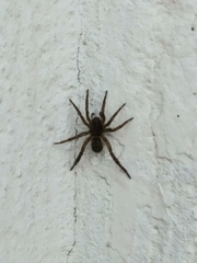 Lycosidae