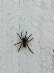 Lycosidae