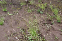 Agrostis clavata