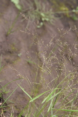 Agrostis clavata