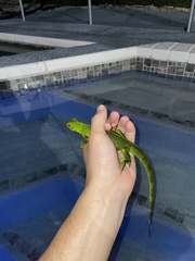 Iguana iguana