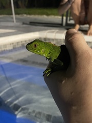 Iguana iguana