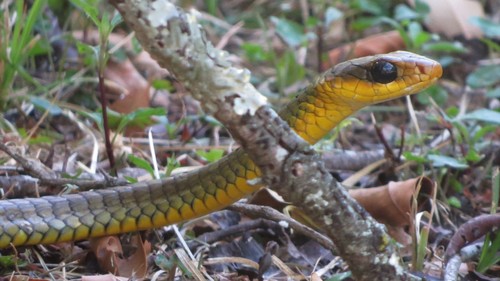 Gouvea’s Sipo, Chironius gouveai