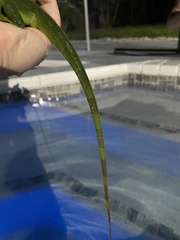 Iguana iguana