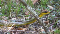Chironius gouveai