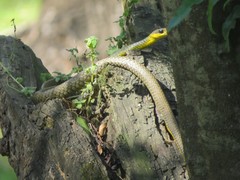 Chironius gouveai