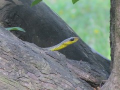 Chironius gouveai