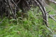 Agrostis clavata
