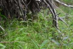 Agrostis clavata