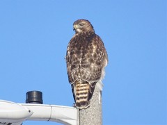 Buteo jamaicensis × lineatus