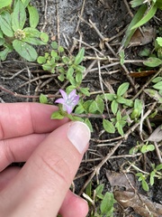 Richardia grandiflora