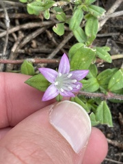 Richardia grandiflora