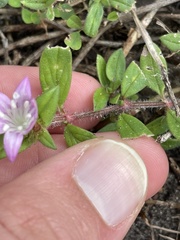 Richardia grandiflora