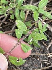 Richardia grandiflora