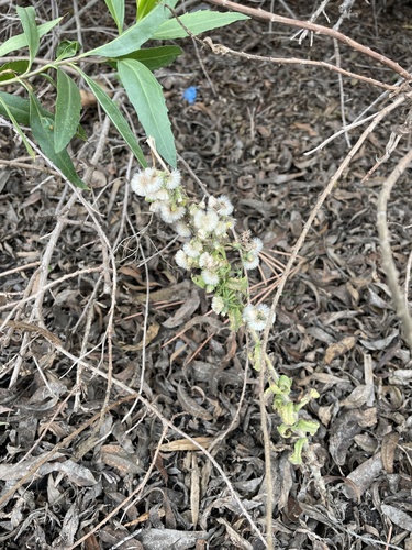 iNaturalist observation photo of Flax-leaved Horseweed