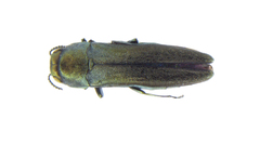 Agrilus subrobustus