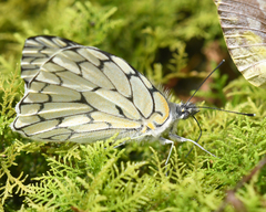 Hesperocharis marchalii