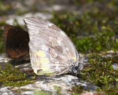 Lieinix nemesis nemesis