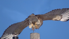 Buteo jamaicensis × lineatus