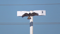 Buteo jamaicensis × lineatus