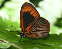 Lymanopoda acraeida