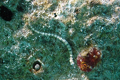 Corythoichthys conspicillatus