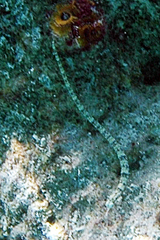 Corythoichthys conspicillatus