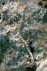 Corythoichthys conspicillatus