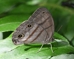Magneuptychia fugitiva