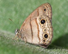 Magneuptychia