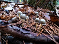 Mycena griseoviridis