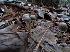 Mycena griseoviridis