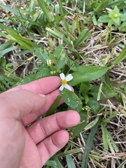 Bidens alba