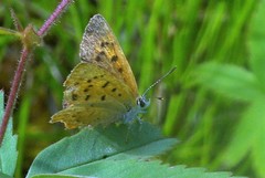 Tharsalea dorcas dorcas