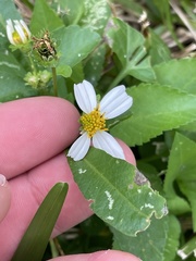 Bidens alba
