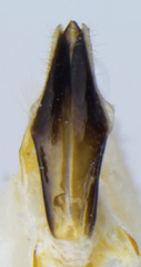 Agrilus subrobustus
