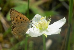 Tharsalea dorcas dorcas